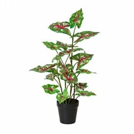 Arranjo de Caladium com Pote Real Toque Florarte 53Cm - Sortido