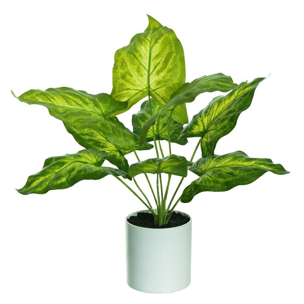 Caladium Real Toque C/Pote X9 Verde 42Cm