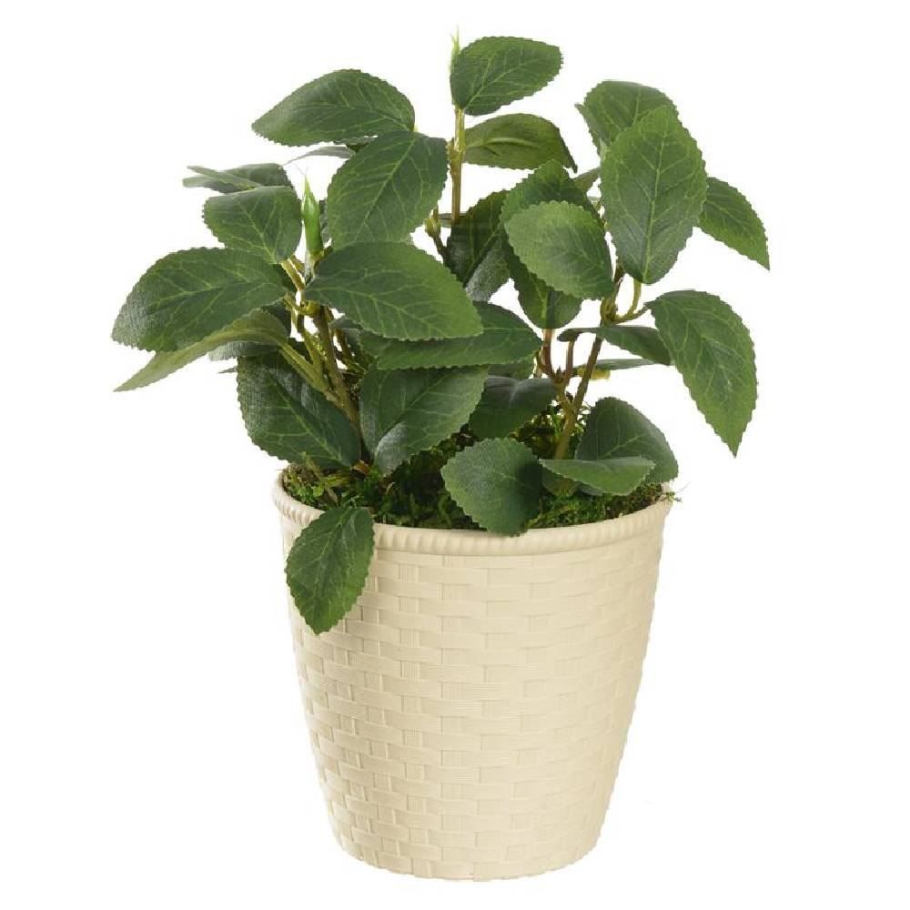 Arranjo Coleus Florarte - 22 Cm