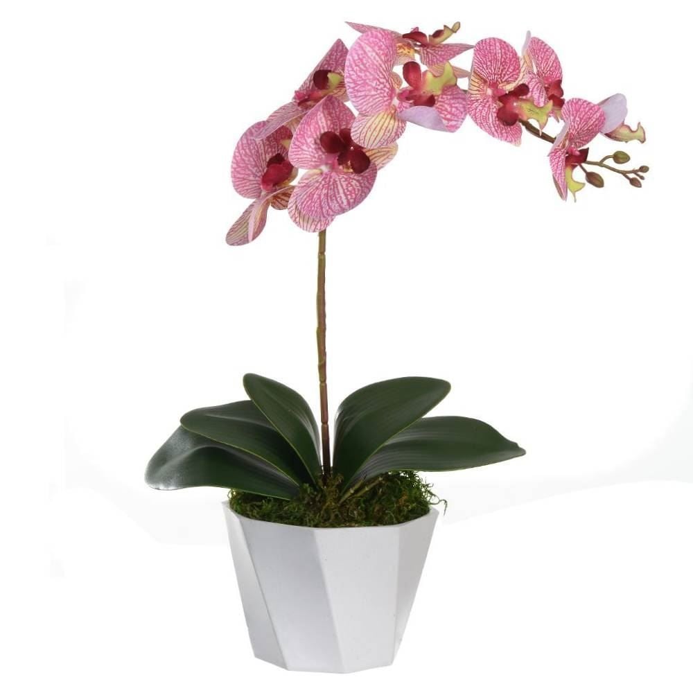 Arranjo Orquídea Phalaenopsis Florarte 52Cm - Sortido