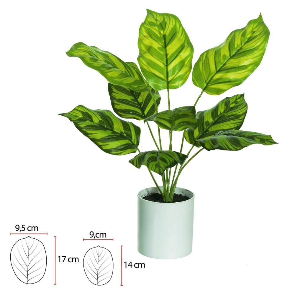 Calathea Real Toque C/Pote X9 Verde 42Cm 