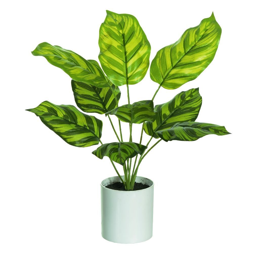 Calathea Real Toque C/Pote X9 Verde 42Cm 