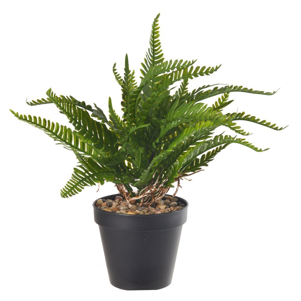 Samambaia C/Pote Plástico X16 Verde 24Cm