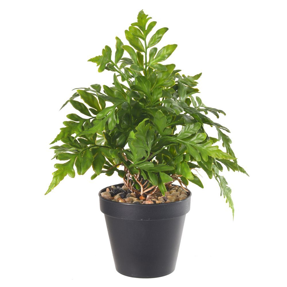 Samambaia C/Pote Plástico X22 Verde 22Cm