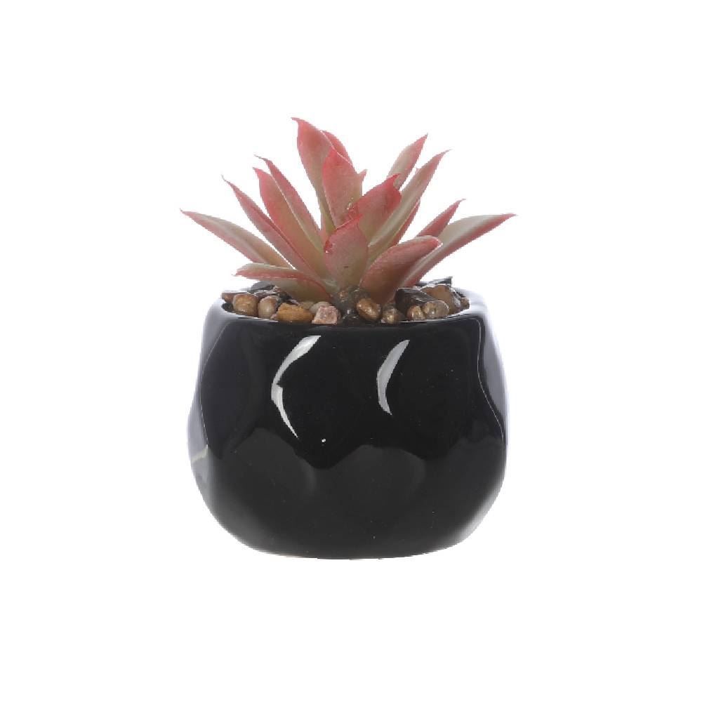 Suculenta Com Vaso Cerâmica Preto 10Cm Havan Casa - Verde com Vermelho