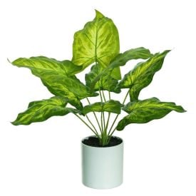 Caladium Real Toque C/Pote X9 Verde 42Cm     